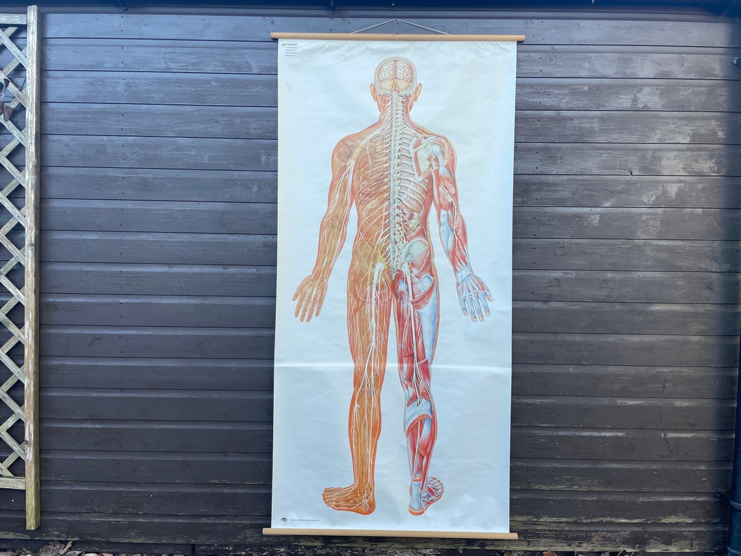 Vintage FULL BODY NERVOUS System School Chart Bones Anatomy Roll Down ...