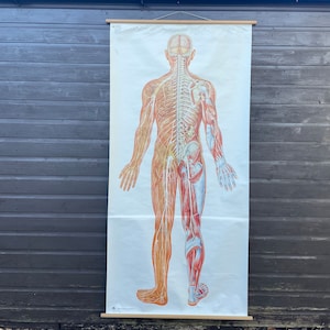 Vintage GANZKÖRPER NERVous System Schullehrtafel Knochen Anatomie Roll-down medizinische Lehrtafel - auf Papier. Nerven