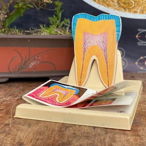 Vintage COLGATE WERBUNG Kunststoff Modell einer MOLAR Zahn Zahn zahnpasta
