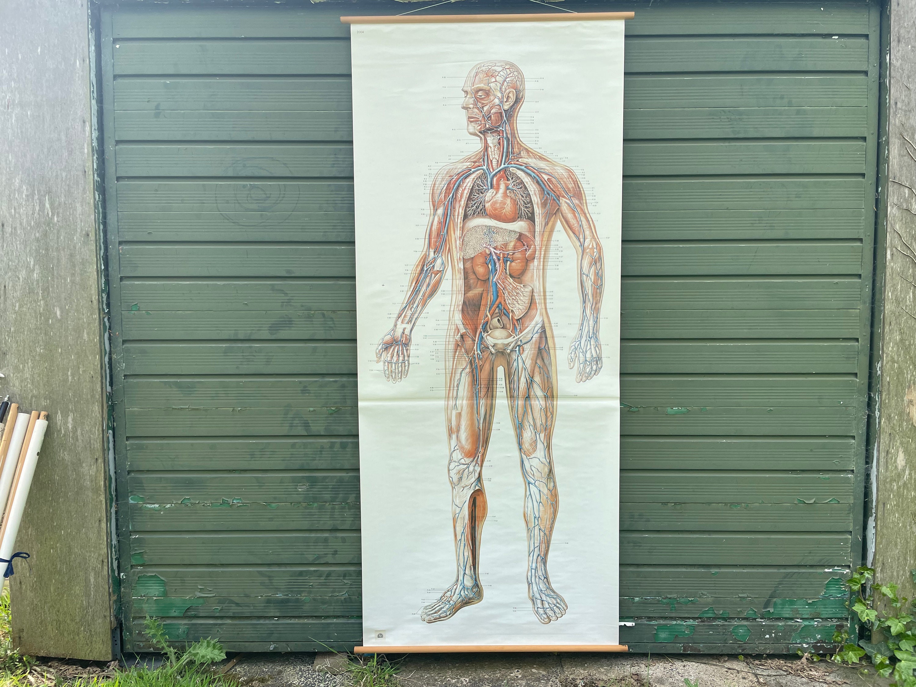 Vintage FULL BODY CIRCULATION School Chart Anatomy Roll Down Medical ...