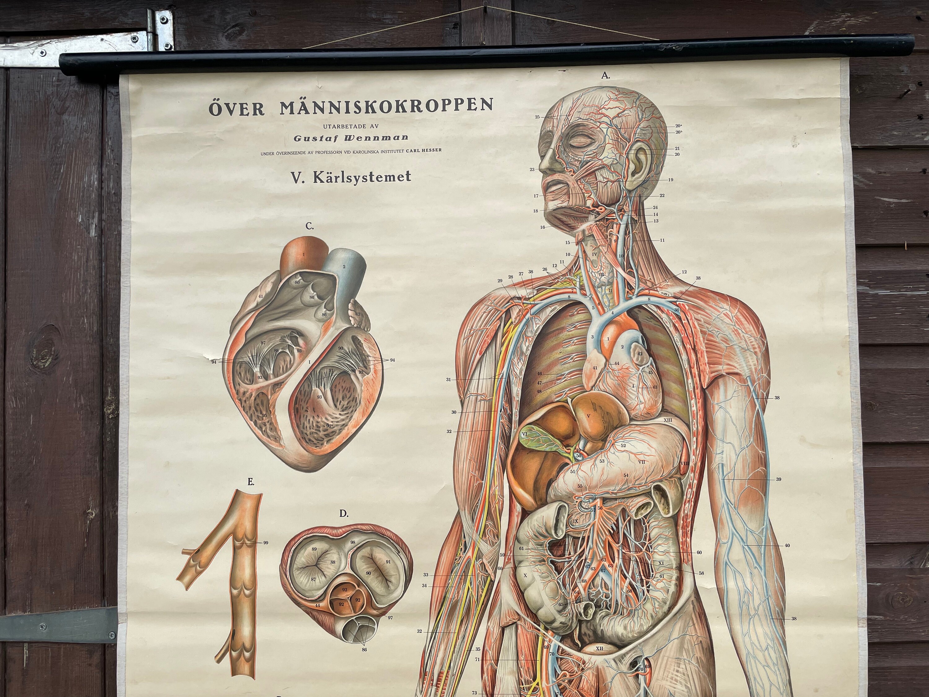 Vintage Full Body CIRCULATION Educational MEDICAL School Chart Anatomy ...