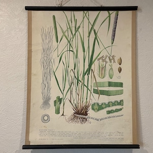 Vintage botanische muurkaart van TIMOTHY GRASS 1947-kaart Wilde bloemen schoolkaart