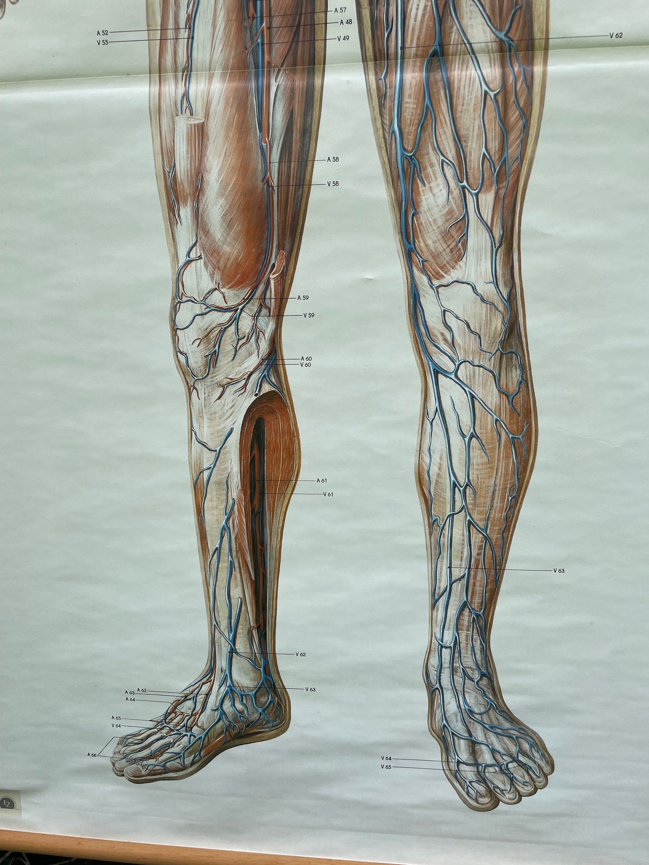 Vintage FULL BODY CIRCULATION School Chart Anatomy Roll Down Medical ...