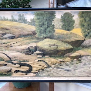 Vintage SNAKES & LZARDS school chart, Sweden 1920-1960 by M.RICHTER educational wall chart of  reptiles