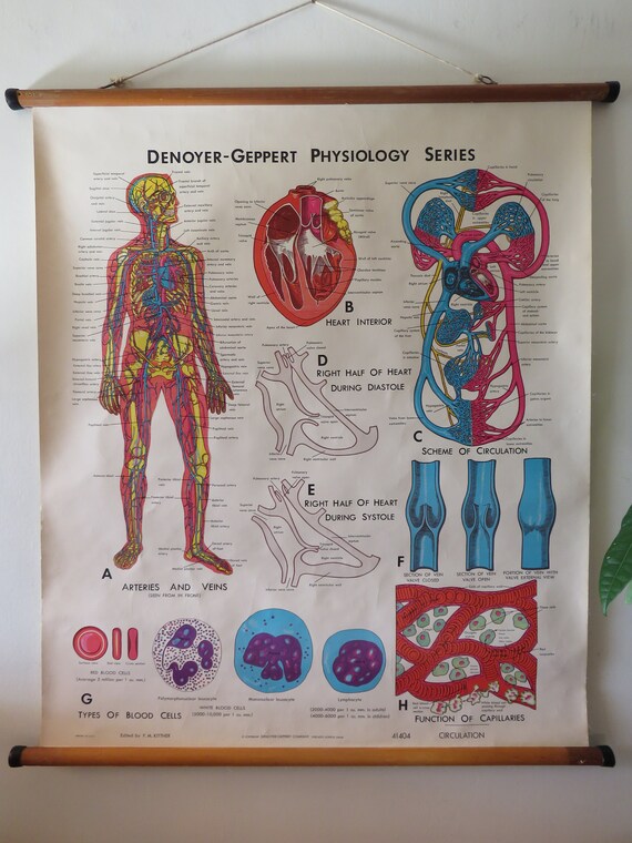 Denoyer Geppert Anatomy Charts