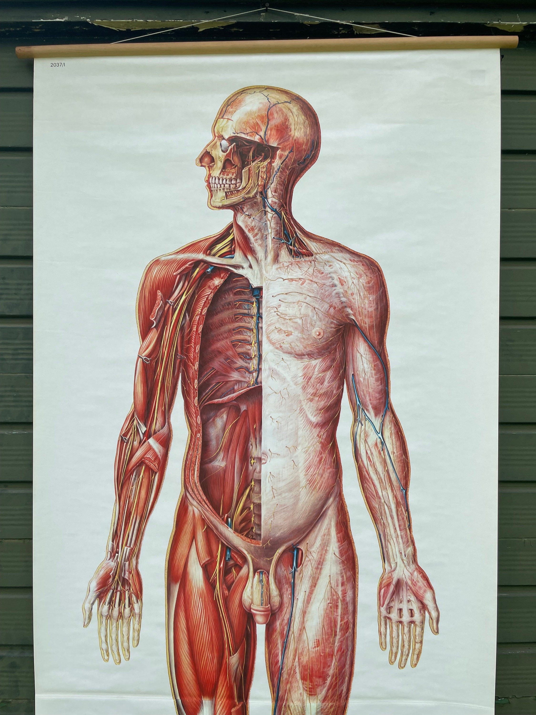 Vintage FULL BODY CIRCULATION School Chart Anatomy Roll Down Medical ...