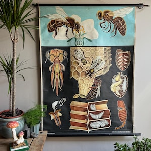 Carte scolaire vintage HONEY BEE par Jung Koch Quentell carte éducative d'anatomie affiche 1966.