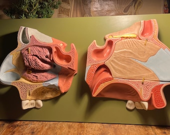 Puede incluir: Un modelo anatómico detallado de la cavidad nasal humana, que muestra las estructuras internas de la nariz. El modelo está dividido en dos secciones, cada una mostrando una vista diferente de la cavidad nasal. El modelo está hecho de un material duro, similar al plástico, y está pintado en colores realistas.