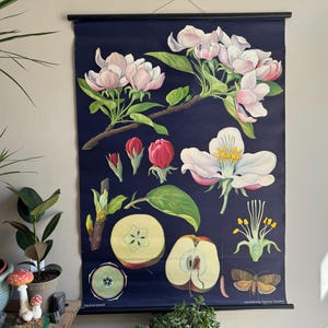Vintage Lehrtafel von APPLE von Jung Koch Quentell.