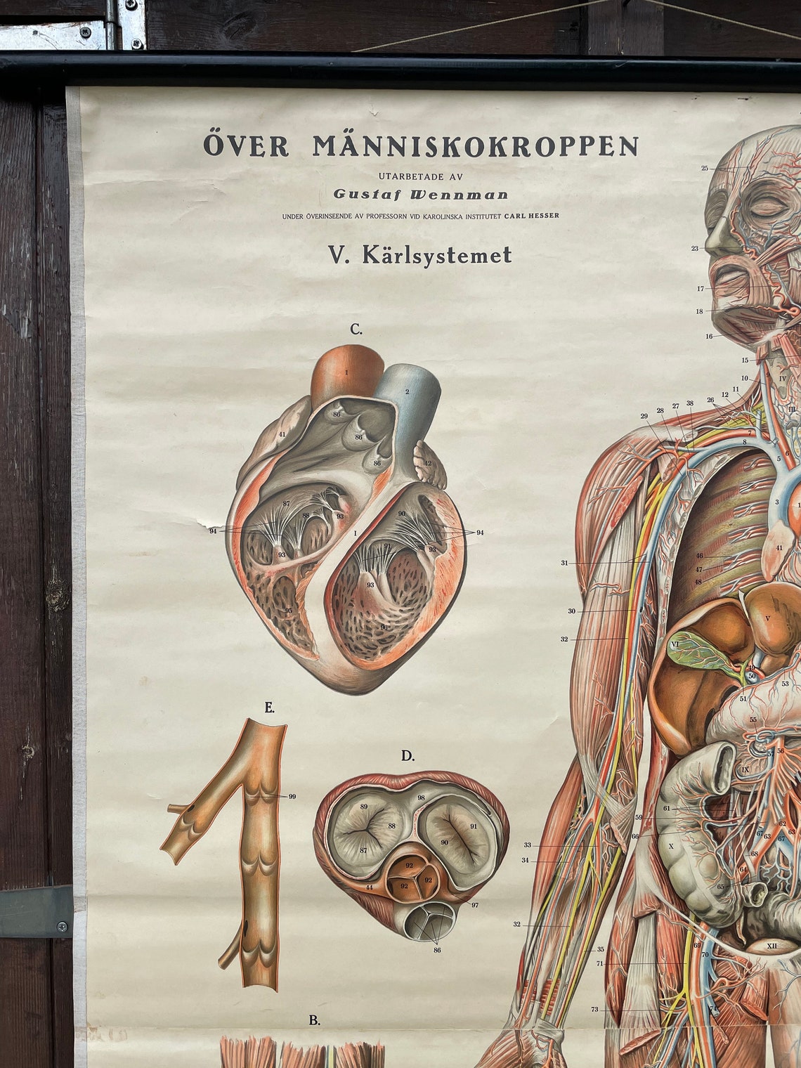 Vintage Full Body CIRCULATION Educational MEDICAL School Chart Anatomy ...