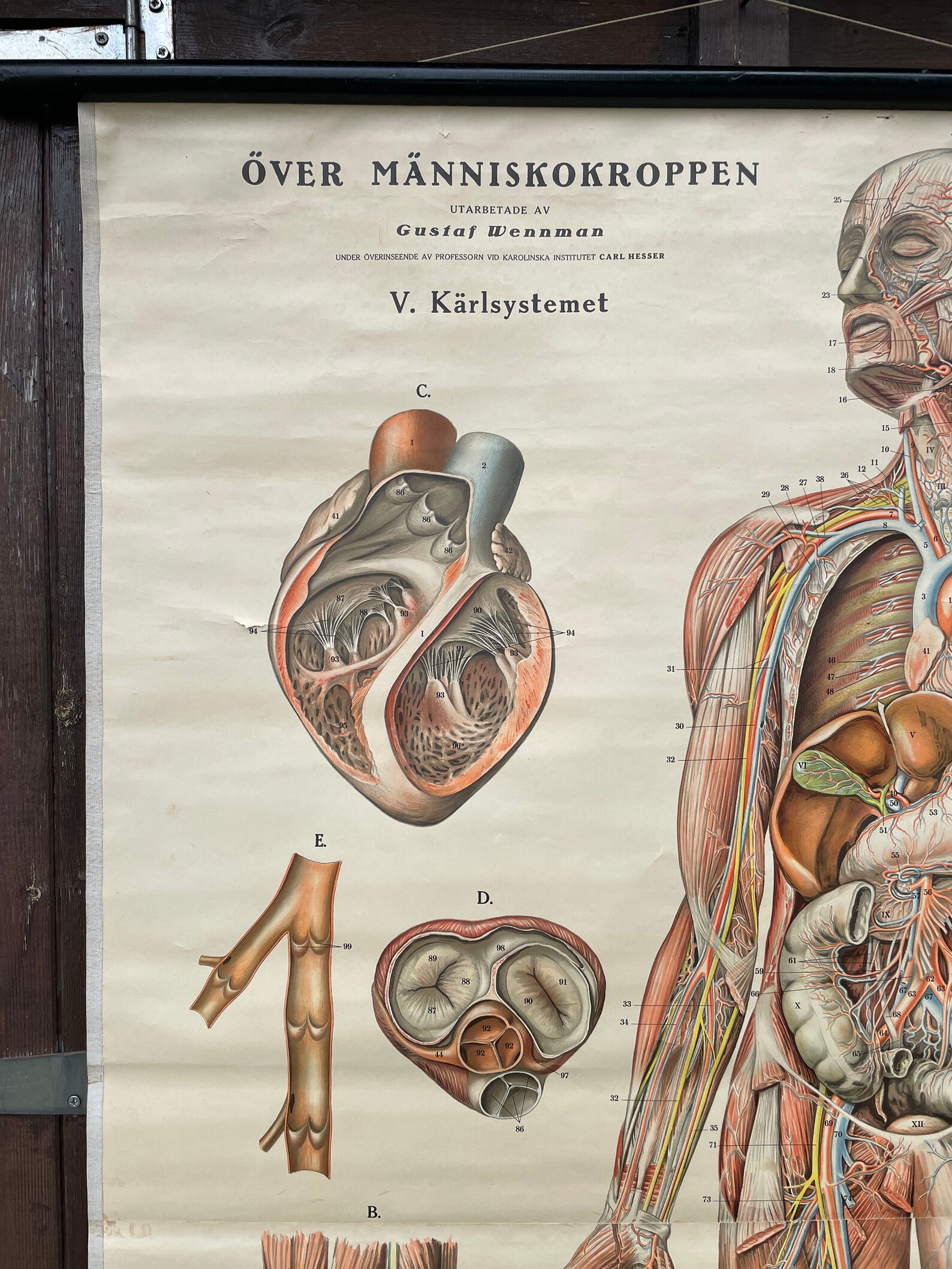 Vintage Full Body CIRCULATION Educational MEDICAL School Chart Anatomy ...