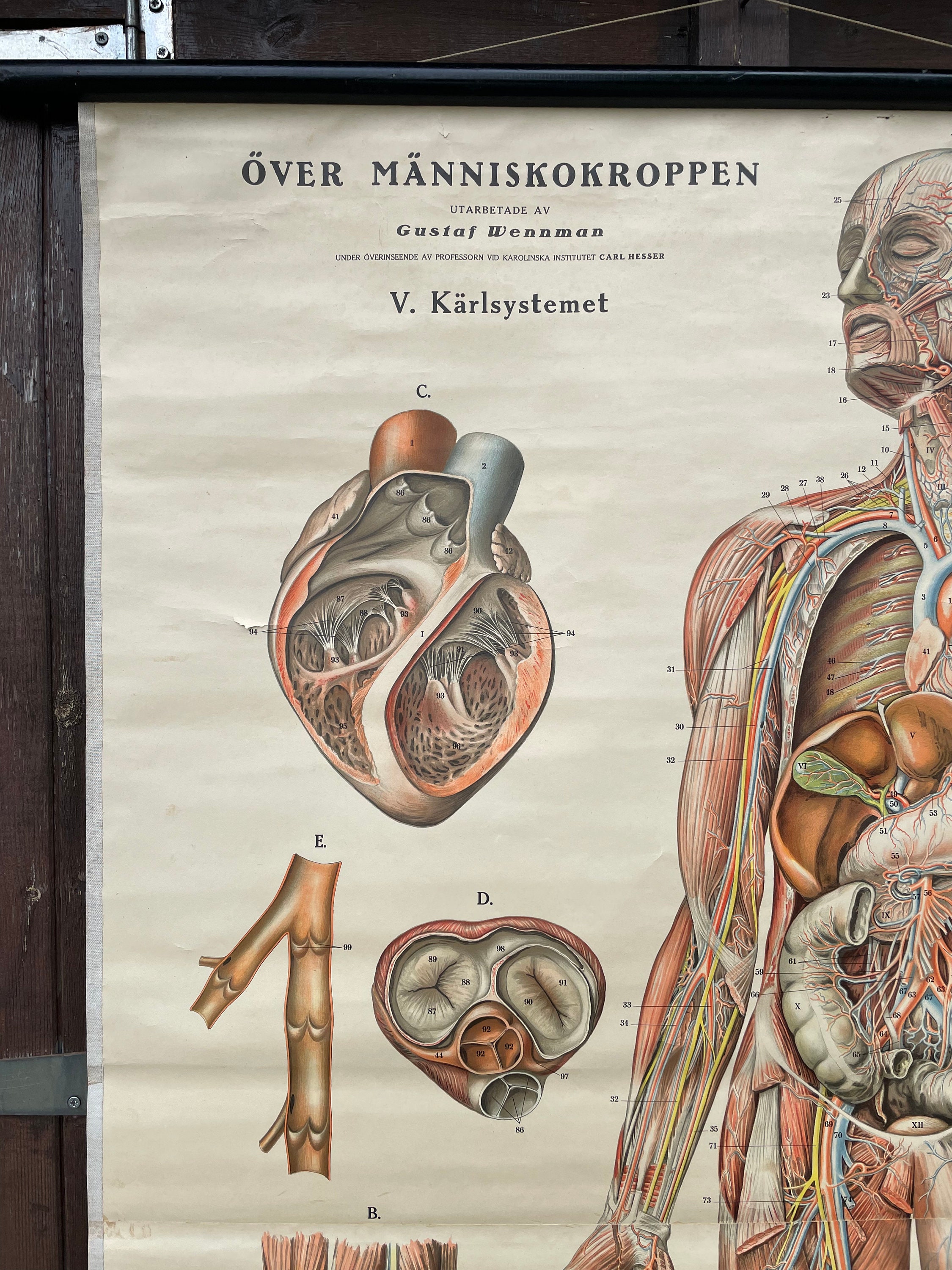 Vintage Full Body CIRCULATION Educational MEDICAL School Chart Anatomy ...