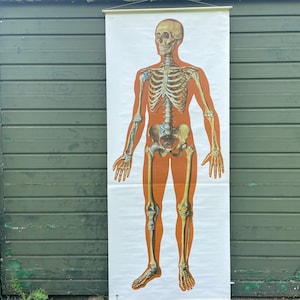 carte scolaire vintage squelette complet du corps Anatomie des os dérouler le dossier médical sur papier.