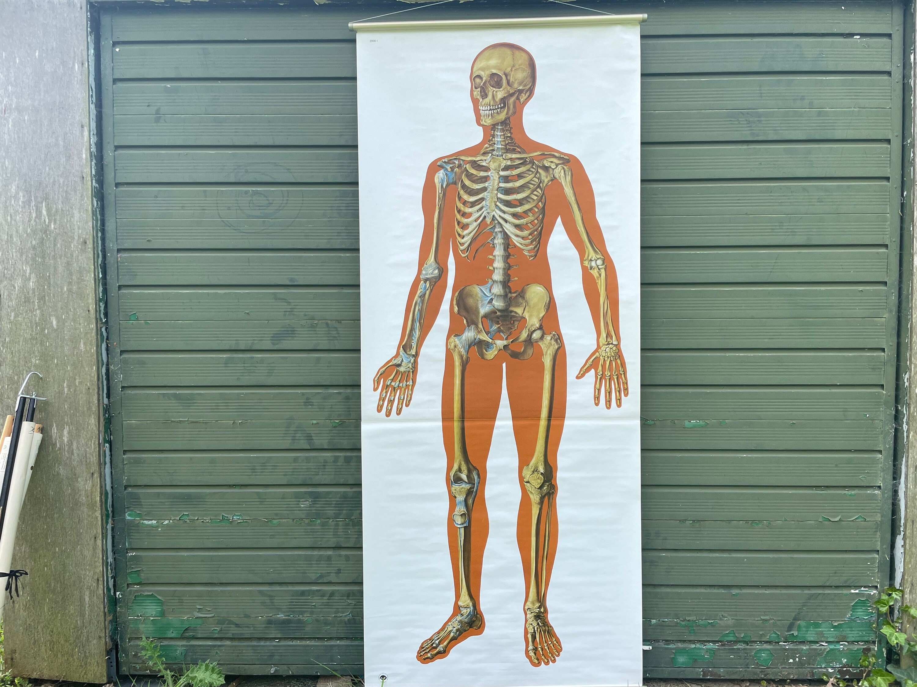 Vintage FULL BODY SKELETON School Chart Bones Anatomy Roll Down Medical ...
