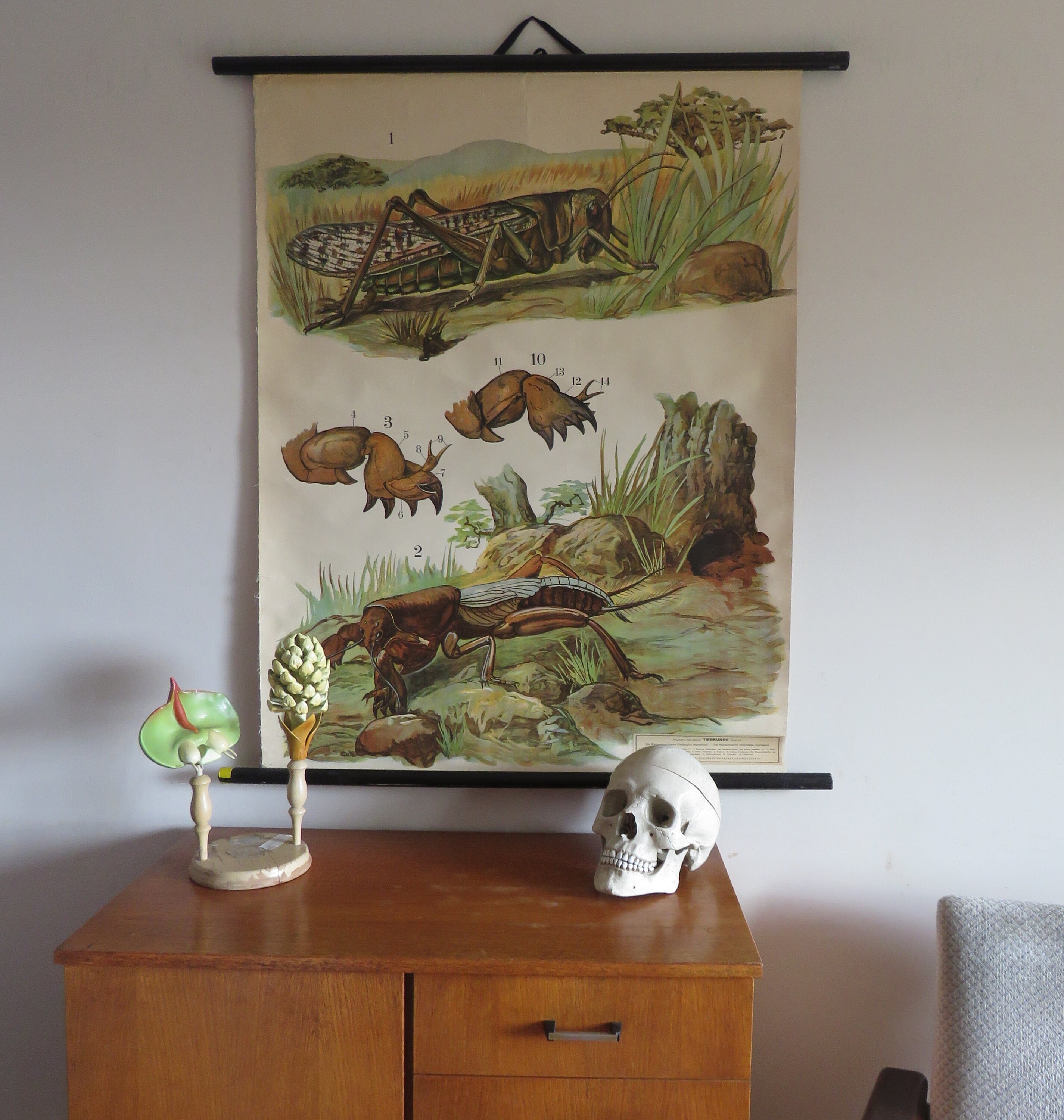 Seltene Vintage Heuschrecke Mole Cricket Schule Wandkarte Etsy