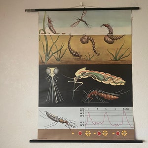 Vintage MOSQUITO school chart Jung Koch Quentell educational poster wall chart