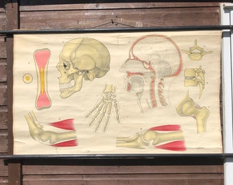 Vintage SKULL, BONES, JOINTS medical school chart vintage linen backed anatomy poster educational chart