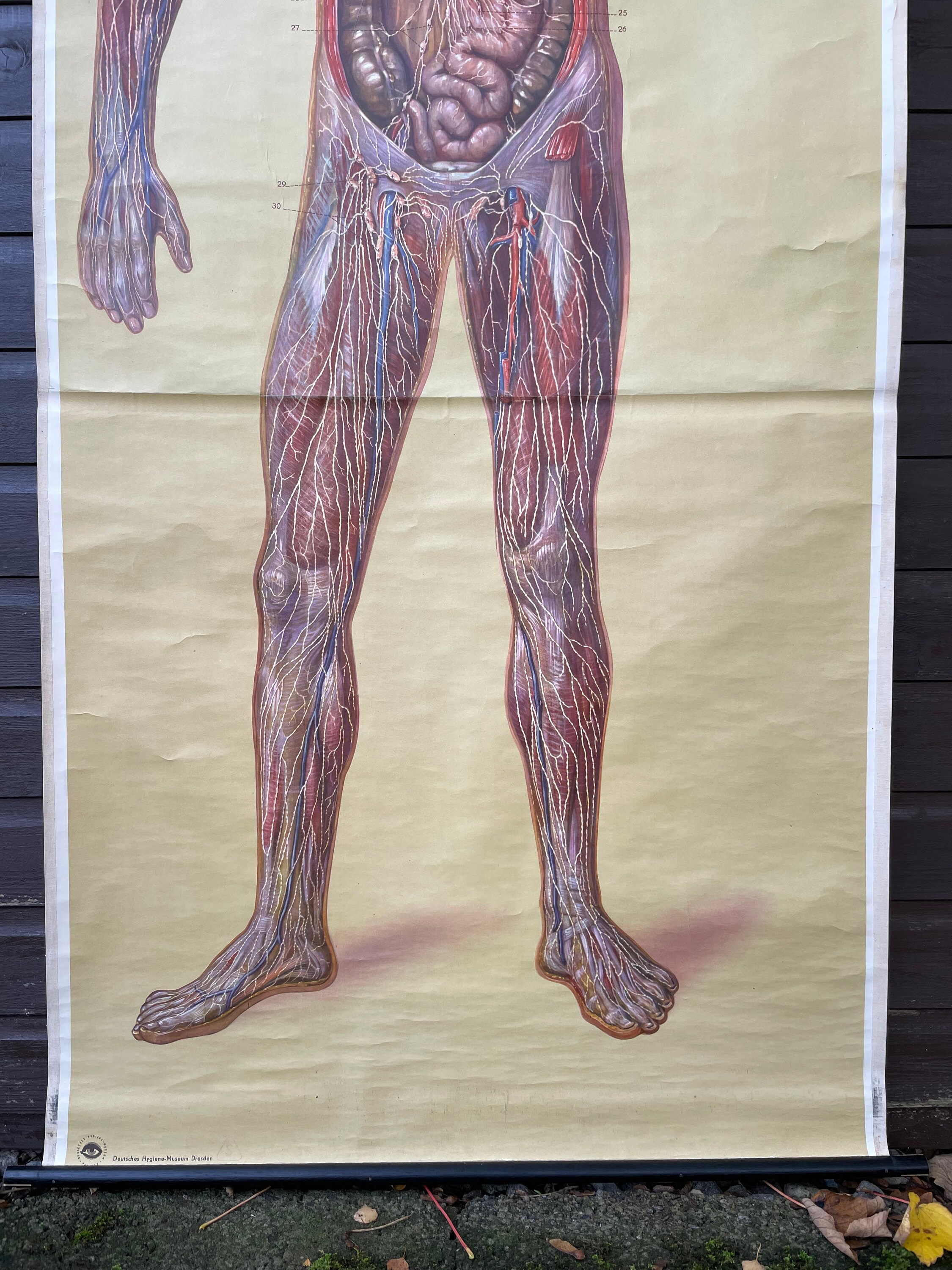 Vintage Full Body Medical School CHART of the LYMPHATIC SYSTEM ...