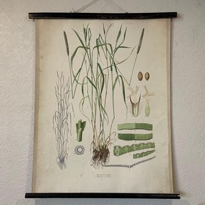Vintage botanische muurkaart van OVERIGE GRASS 1947 kaart Wilde bloemen schoolkaart