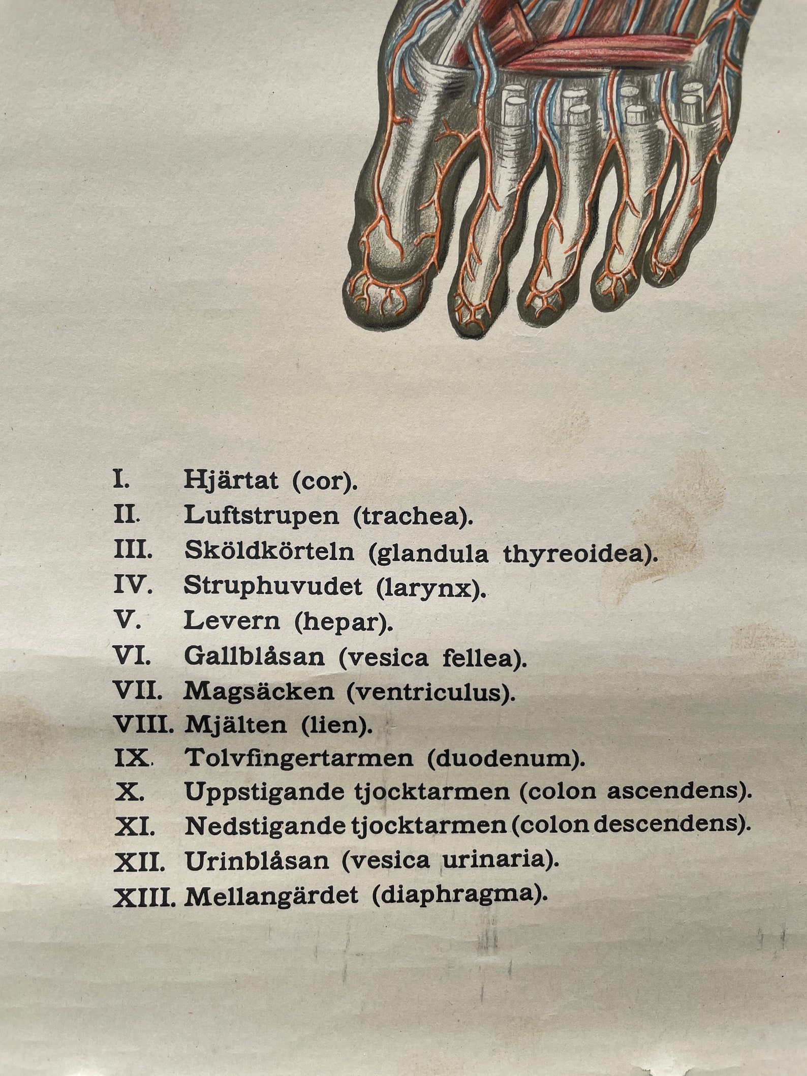 Vintage Full Body CIRCULATION Educational MEDICAL School Chart Anatomy ...