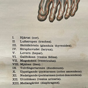 Vintage Full Body CIRCULATION Educational MEDICAL School Chart Anatomy ...