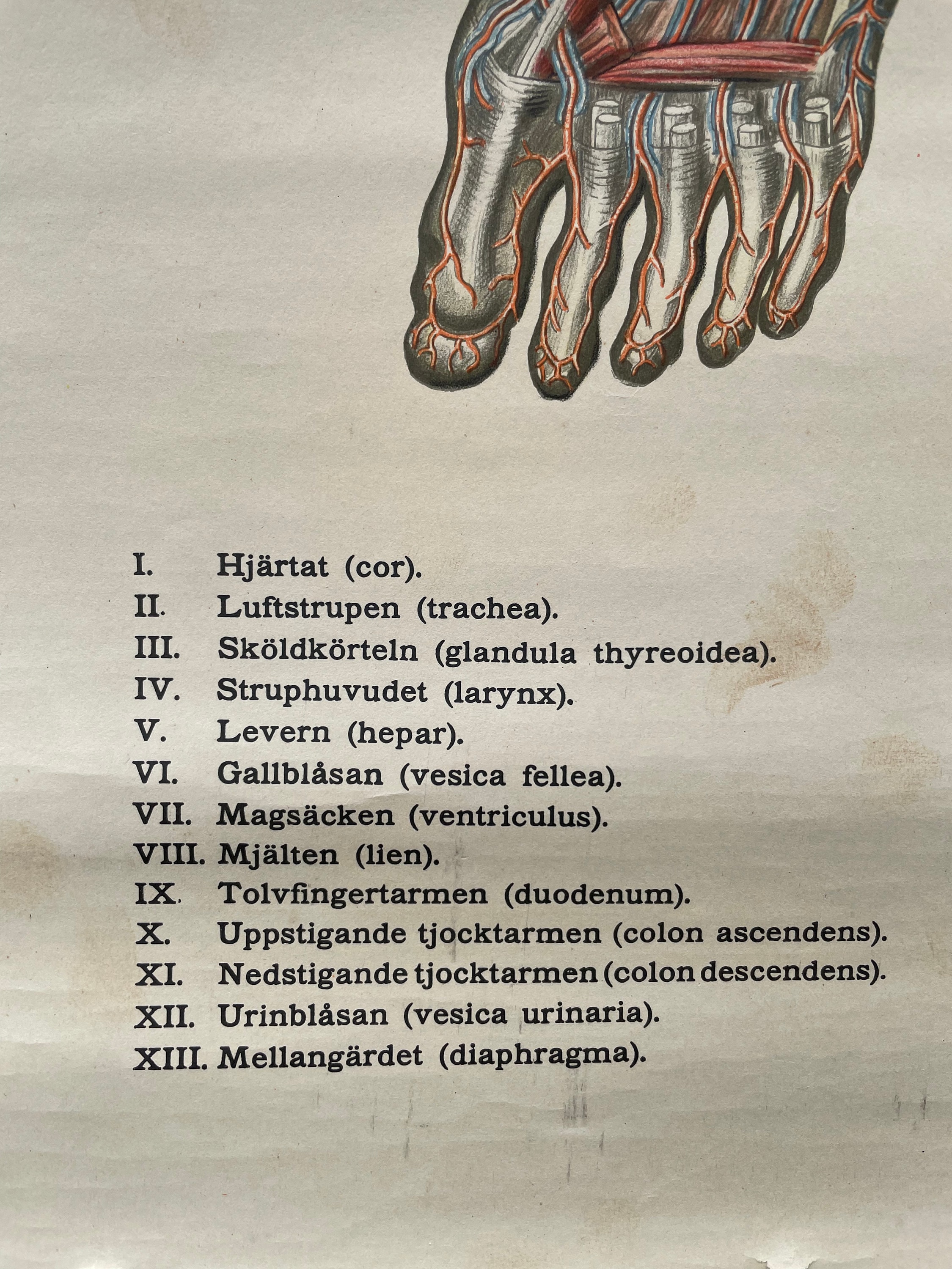 Vintage Full Body CIRCULATION Educational MEDICAL School Chart Anatomy ...