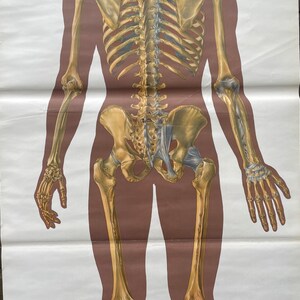 Vintage FULL BODY SKELETON School Chart Bones Anatomy Roll Down Medical ...
