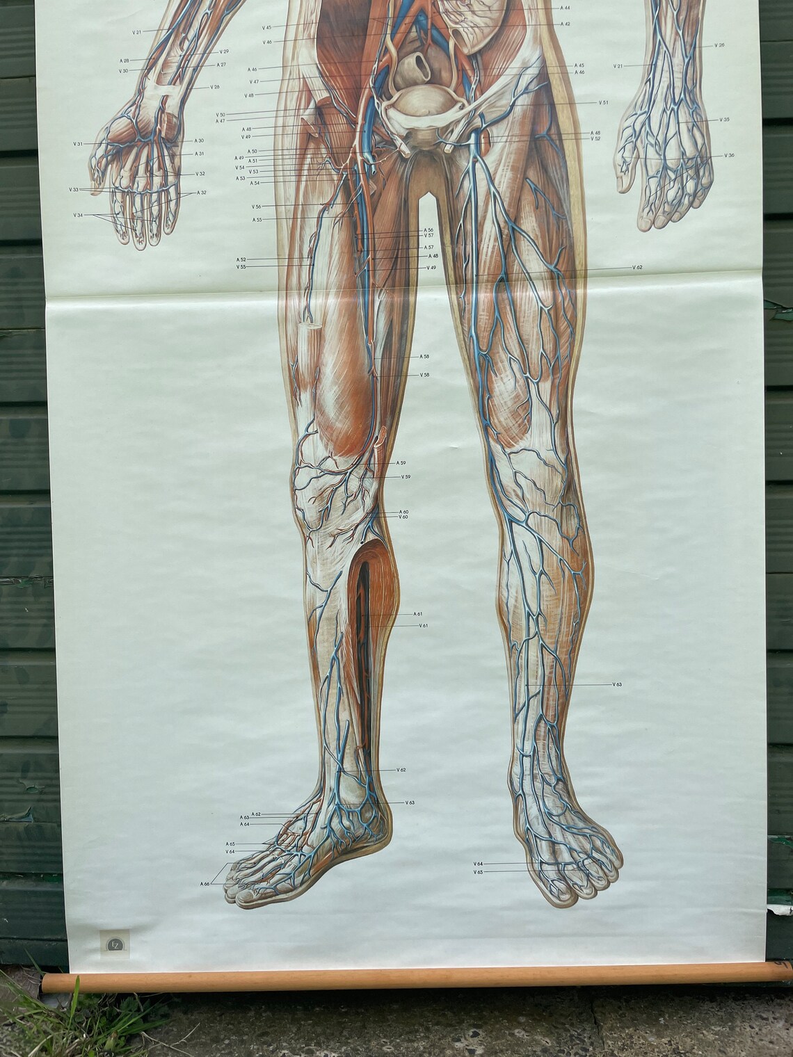 Vintage FULL BODY CIRCULATION School Chart Anatomy Roll Down Medical ...