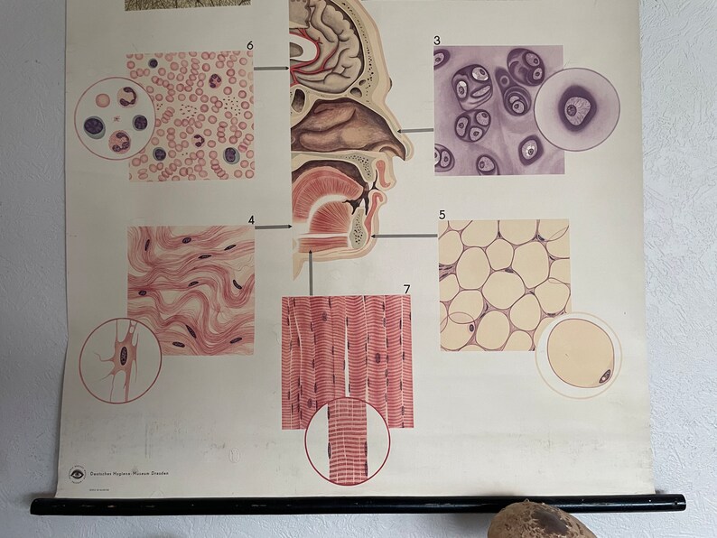 Original Vintage CELLS & TISSUES of Sensory ORGANS Pull Down Medical ...