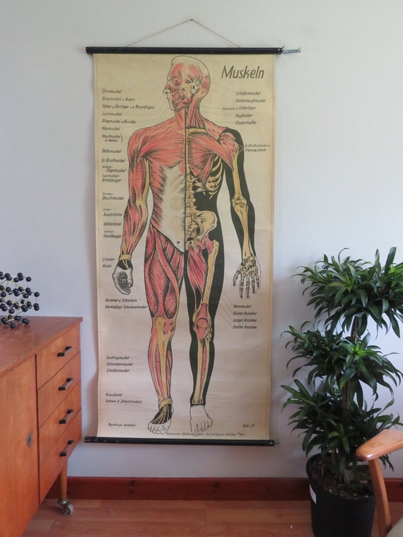 Human Body Wall Chart