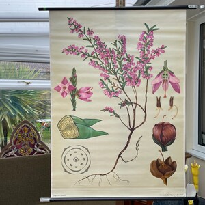 Vintage HEATHER schoolkaart Jung Koch Quentell BOTANISCHE wandkaart poster