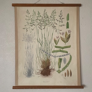 Vintage BOTANISCHE muurkaart van KENTUCKY BLUEGRASS 1947-kaart Wilde bloemen schoolkaart