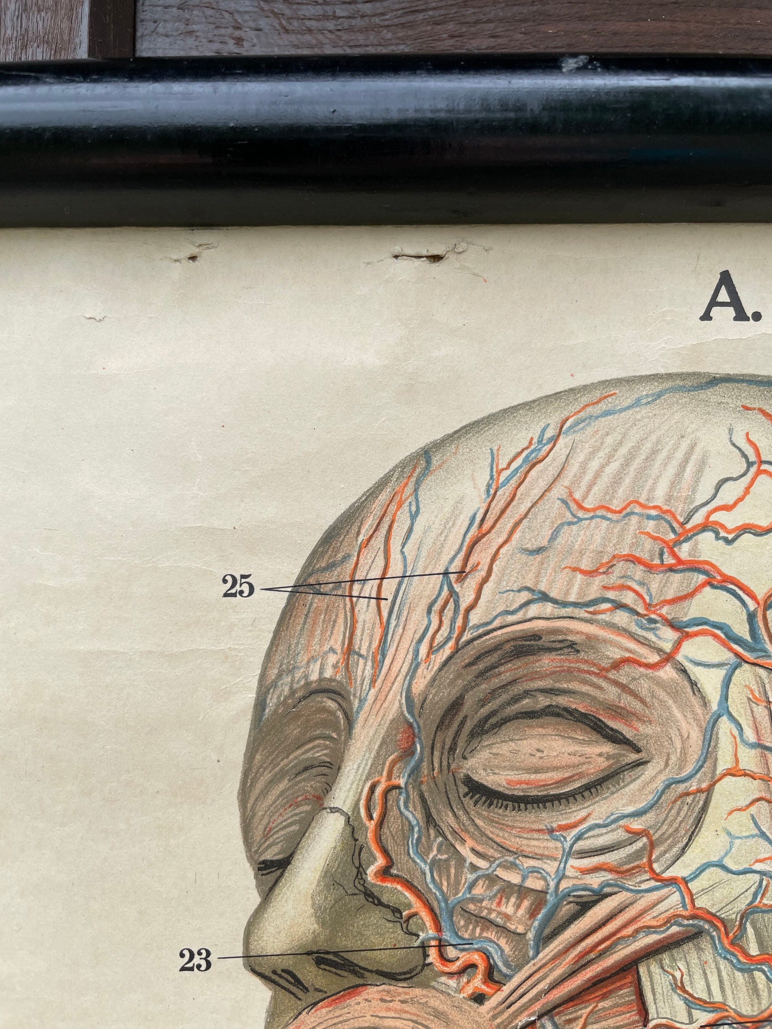 Vintage Full Body CIRCULATION Educational MEDICAL School Chart Anatomy ...