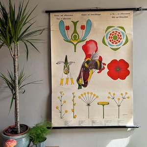 Vintage BLOEMEN & BLOEMEN leven van planten serie BOTANISCHE schoolkaart educatieve kaart.