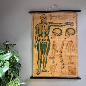 Antique SKELETON Anatomy chart of ELEMENTARY PHYSIOLOGY circa 1908,  E J Arnold