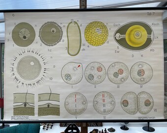 Vintage school chart of CELL DIVISION Embryology  & fertilisation  Histology chart table 7 1950's genetics