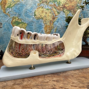 large Vintage LOWER JAW educational model Anatomy model Medical school teeth tooth dental