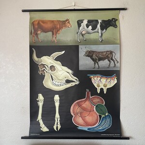 Carte scolaire VACHE vintage par Jung Koch Quentell carte éducative des bovins domestiques