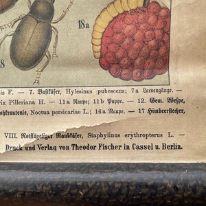 vintage-school-charts-of-grapes-raspberries-and-their-pests-antique