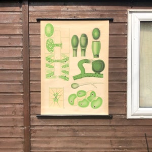 vintage pull down roll down school grafiek van WATER ALGEN botanische halverwege de eeuw grafiek