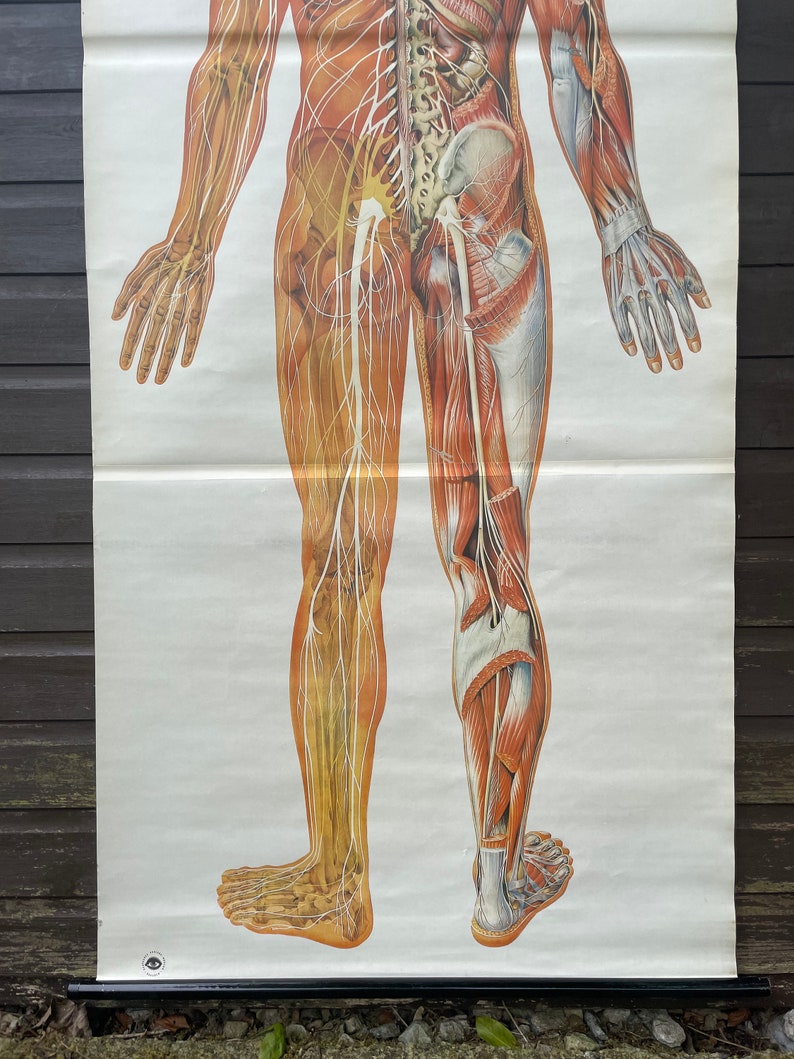 Vintage FULL BODY NERVOUS System School Chart Anatomy Roll Down Medical ...