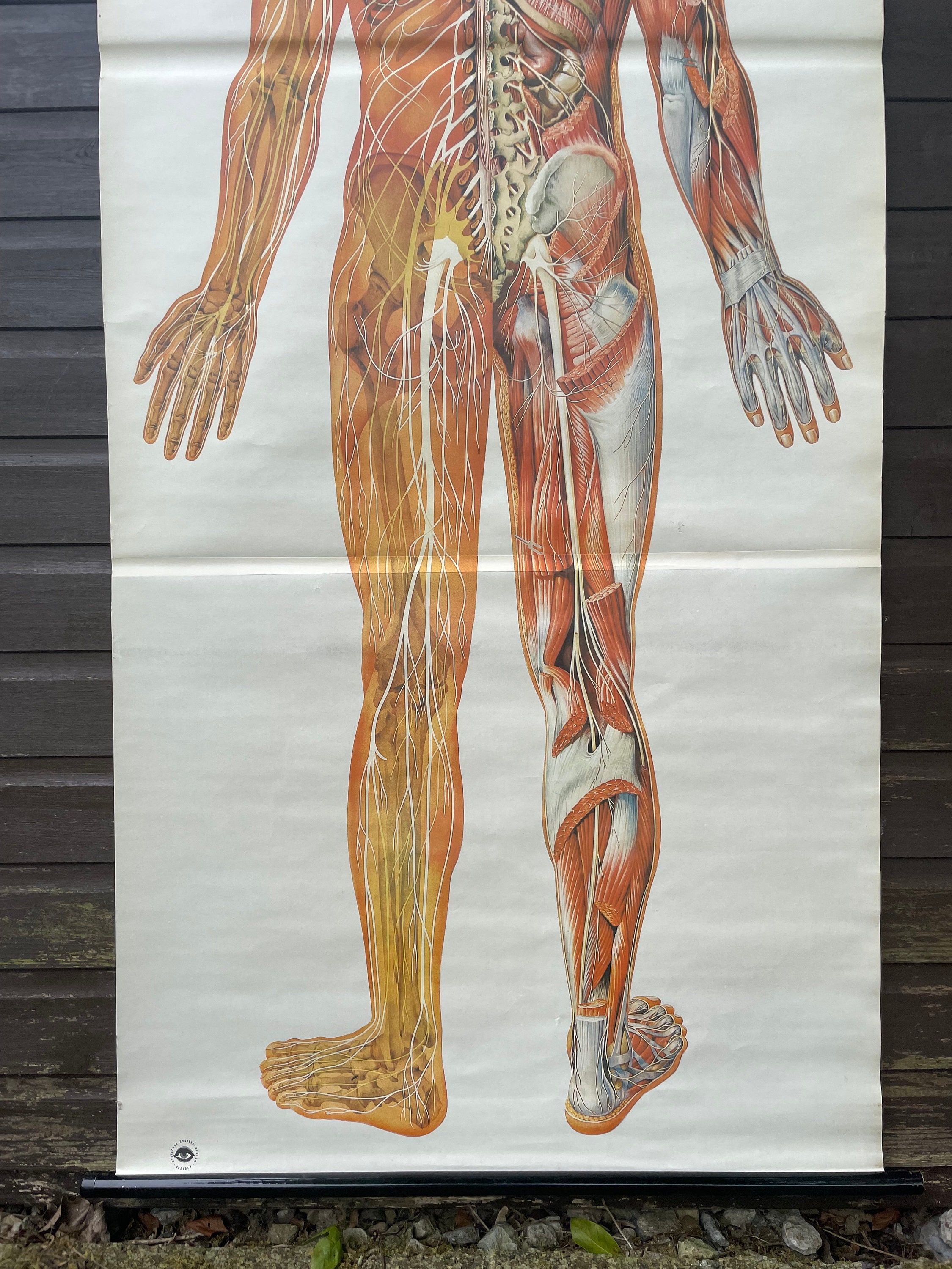 Vintage FULL BODY NERVOUS System School Chart Anatomy Roll Down Medical ...