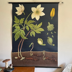 Vintage ANEMONE schoolkaart door Jung Koch Quentell BOTANISCHE linnen poster 1970s