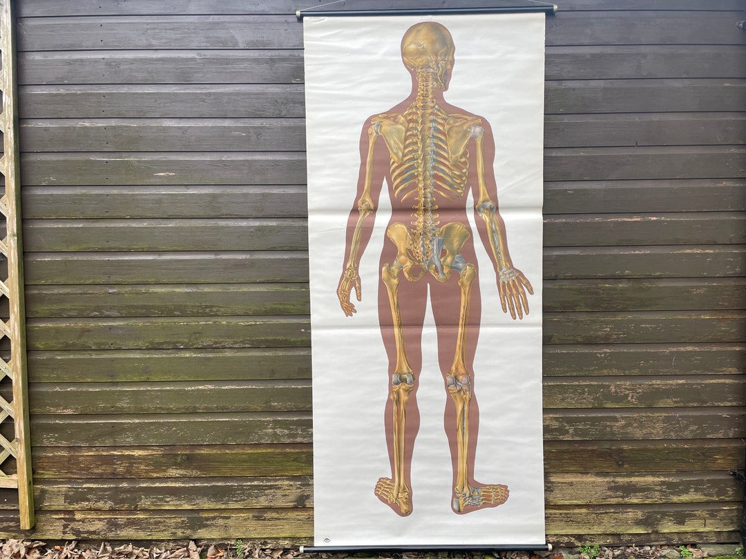 Vintage FULL BODY SKELETON School Chart Bones Anatomy Roll Down Medical ...