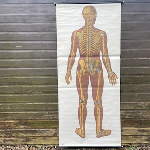 carte scolaire vintage squelette du corps entier anatomie des os déroulant dossier médical