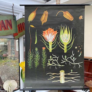 Vintage HAIRCAP MOSS schoolkaart BOTANISCHE wandkaart poster Jung Koch Quentell 1968.