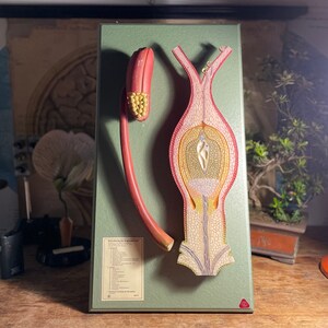 Vintage FERTILISATION of an ANGIOSPERM by SOMSO didactic botanical educational model..