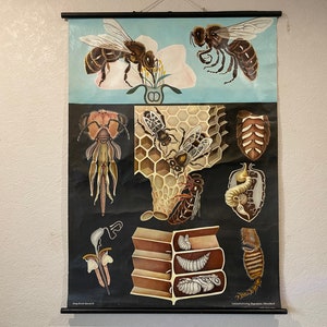 Carte scolaire vintage HONEY BEE par Jung Koch Quentell carte éducative d'anatomie affiche 1966.