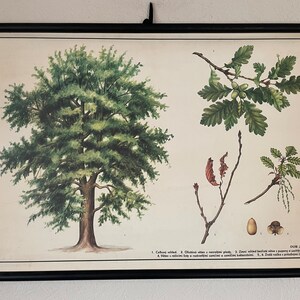 Vintage EIKEN BOOM botanische school grafiek plantkunde oprollen linnen poster Armeens pruimenfruit