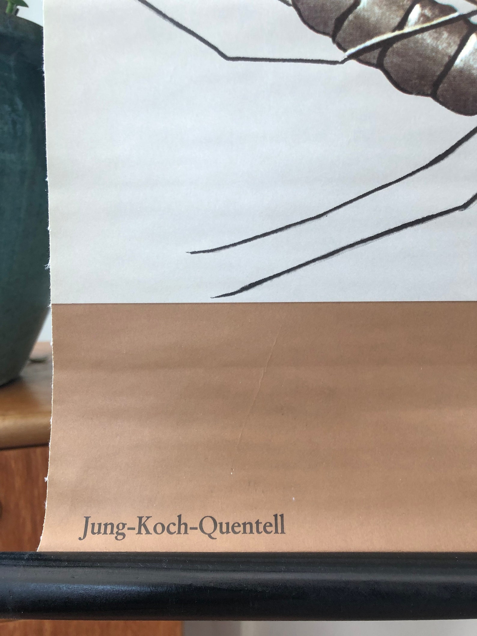 Tableau Mural Éducatif Araignée Par Jung, Koch, & Quentell Pour Hagemann 1960s